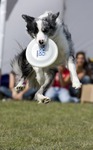 Dog Chow Disc Cup 5.jpg