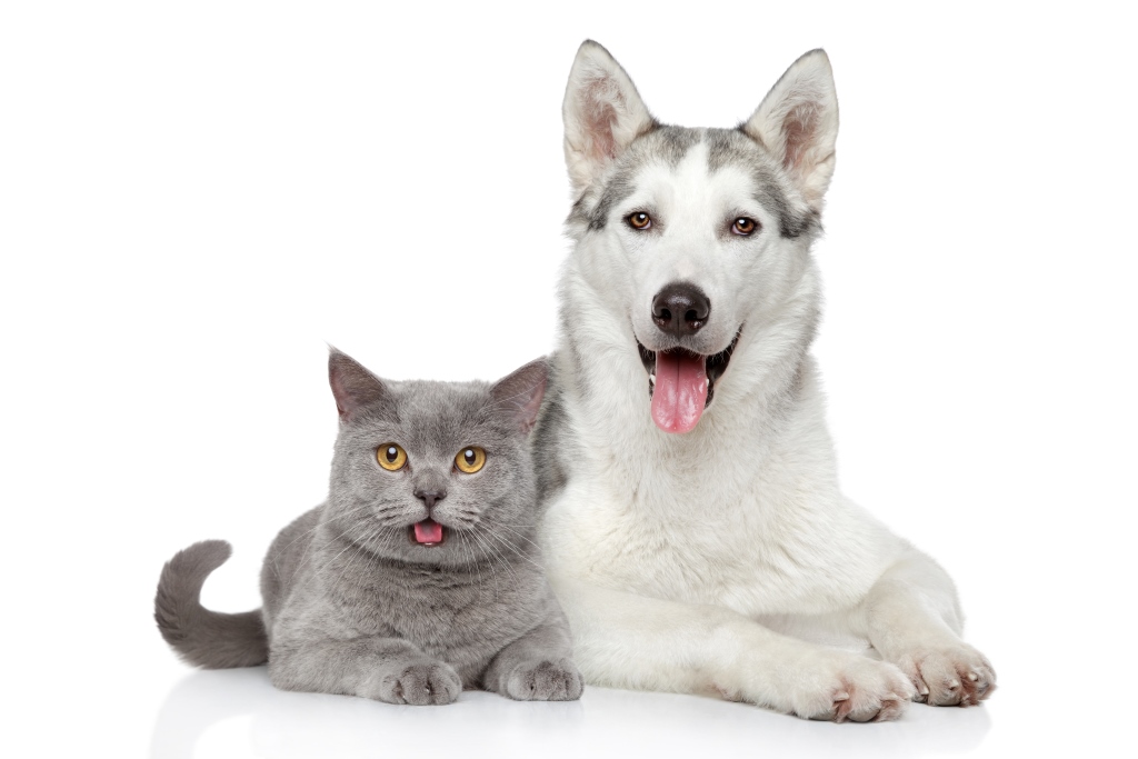 Jak uchronić naszego pupila: psa lub kotka przed zaginięciem?