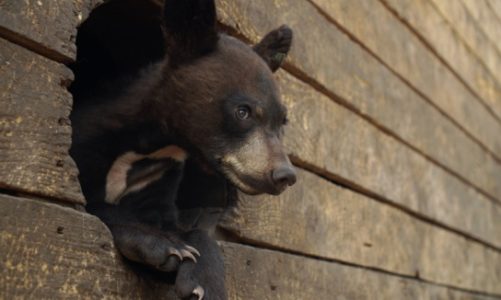 Ocalić niedźwiadki – dokument na Polsat Viasat Nature